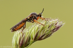 51 Höcker Habichtsfliege